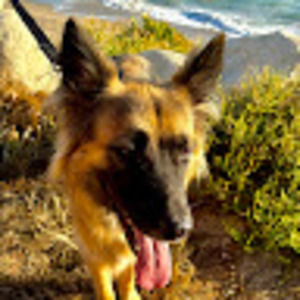 Meet your Posher, Diana